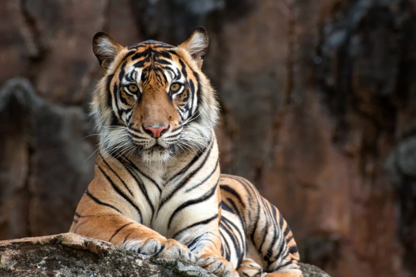 A tiger lounges on a rock, staring straight at the camera